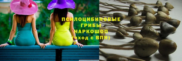 шишки Гвардейск